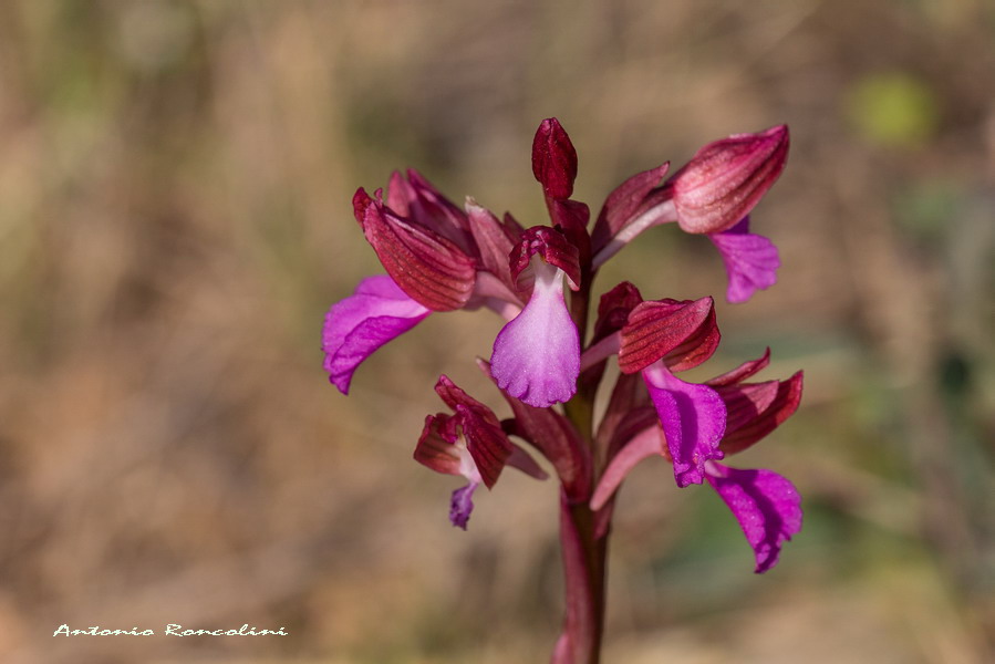 Orchidee Monte Argentario